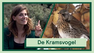 De Kramsvogel  Uitvogelen met Camilla [upl. by Anirtac]