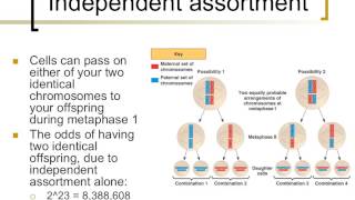 Meiosis [upl. by Sidoney]