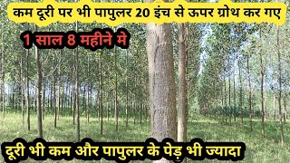 पापुलर के पेड़ ज्यादा कैसे लगाए ताकि हो ज्यादा मुनाफा  पापुलर  popular tree farming india [upl. by Eras216]