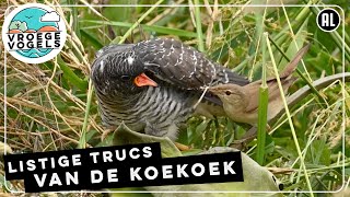 Trucs van de koekoek  Zelf Geschoten  Vroege Vogels [upl. by Fredie]