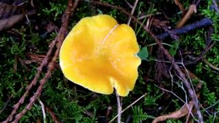 Yellow Waxy Cap Mushroom [upl. by Naicul]