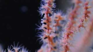 Astrogorgia sp nonphotosynthetic gorgonian [upl. by Nnaeinahpets]