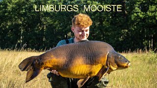 Limburgs mooiste  Max Laevaert [upl. by Nonad313]