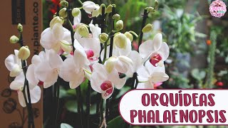 Expertos nos enseñan cómo cuidar Orquídeas Phalaenopsis Plantas Epífitas de interior │Candy Bu [upl. by Rosaline]