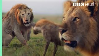 ONE HOUR of Amazing Animal Moments  BBC Earth [upl. by Aitel]