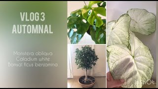 VLOG 3 Monstera Caladium Ficus benjamina bonsaï [upl. by Ulyram]