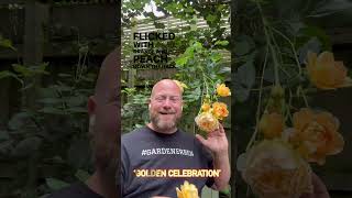 Augusts davidaustinroses spotlight rose is ‘golden celebration’ gardenerben [upl. by Mab]