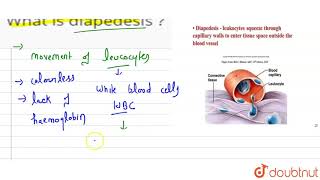 What is diapedesis [upl. by Lahcim]