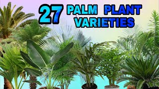 27 PALM PLANT PALM TREE VARIETIES [upl. by Desiree220]