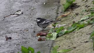 Pied Wagtail in the wind [upl. by Haraf25]