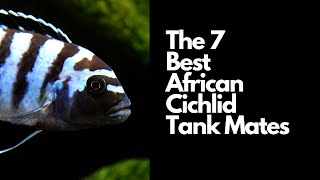 The 7 Best African Cichlid Tank Mates 🐟 [upl. by Dao]