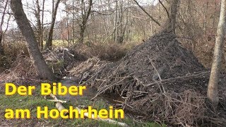 🚨 Der Biber am Hochrhein [upl. by Bibbye]