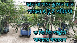 ছাদ বাগানে ড্রাগন ফল চাষ পদ্ধতি ও পরিচর্যাDragon fruit cultivation method and care in roof garden [upl. by Devlen]