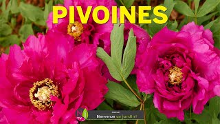 LES PIVOINES MERVEILLEUSES STARS VEGETALES DELICATES RAFFINEES PARFUMÉES ET UN PEU CAPRICIEUSES [upl. by Paza]