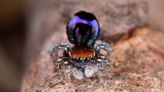 Peacock Spider 18 Maratus robinsoni [upl. by Ricketts570]