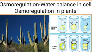 OsmoregulationOsmoregulation in plants  Biology 12th  Chap  15 Lecture2 [upl. by Eicyak]