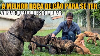 FILA BRASILEIRO O MELHOR CÃO DE GUARDA [upl. by Fishman644]