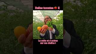 Belles tomates tomate basilic apero jardinage chant parodie [upl. by Adi]