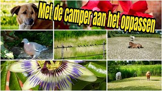 Met de camper op een heel mooi plekje de dieren verzorgen vlog 117 [upl. by Aronaele317]