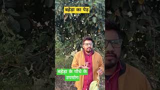 बहेड़ा का पौधा  बहेड़ा के पौधे के उपयोग ☘️☘️🌱viral shorts Vedios Terminalia Bellirica plant🌿🌿 [upl. by Habeh]