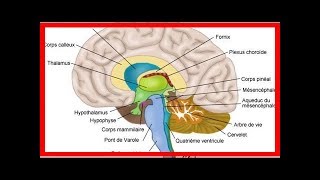 Xanax Lexomil Lysanxia Valium lorazépam Myolastan ces médicaments qui rétrécissent le cerveau [upl. by Ihab]