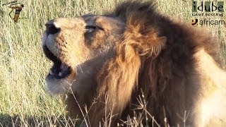 2 Male Lions Roaring In The African Savanna [upl. by Ennaxxor]