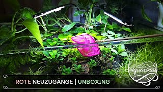 Giftgrüne Pflanzen und knallrote Garnelen  Aquarinas Unboxing [upl. by Argela553]