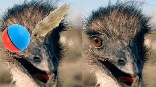 Emu Tango Emu vs Weasel Ball [upl. by Burkhart]