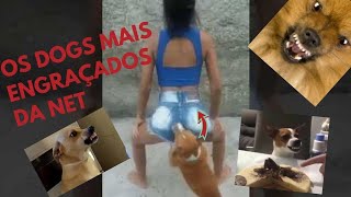 Os cachorros mais engraçados do youtube 2022 [upl. by Stephania]