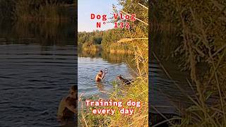 Doberman training funny video dobermandog dogs dogtraining [upl. by Nylirahs]