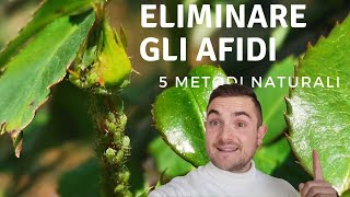 COME ELIMINARE GLI AFIDI CON RIMEDI NATURALI 5 METODI EFFICACI [upl. by Myke]