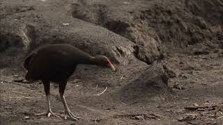 Rare footage of megapode birds laying eggs in volcano ashcovered islands and their predators [upl. by Tomlin]