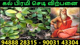 கல் பிரமி அற்புத காய சித்தி மூலிகை 2023 [upl. by Ailene]