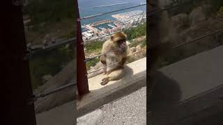 Monkeys in Gibraltar  Barbary Macaques [upl. by Thirzia]