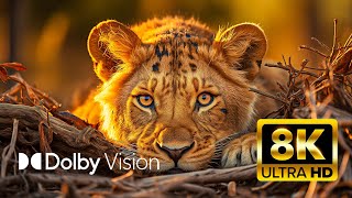 ULTIMATE WILDLIFE Dolby Vision® 8K ULTRA HD HDR [upl. by Sedberry607]