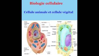 Biologie cellulaire  Différence entre cellule animal et cellule végétal [upl. by Sevein]