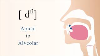 dʱ  voiced aspirated apical alveolar stop [upl. by Aihsemot28]