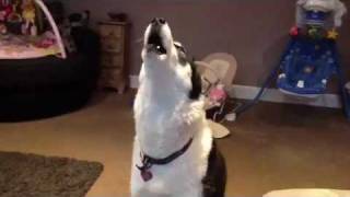 Siberian Husky Hilarious singing dogs huskies howling dog sings to harmonica [upl. by Rudin]