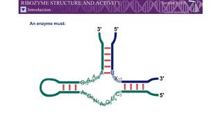 Animation Ribozyme Structure and Activity Molecular Biology of the Gene SD LIFE SCIENCE [upl. by Dasteel]