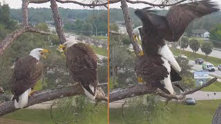 SWFL Bald Eagles 🦅 M15 amp F23 🦅 still mating with 2 eggs 🥚🥚 in nest 💕 2023 Nov 28 [upl. by Weslee]