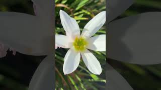 Zephyranthes candida Flor del viento del oeste zephyranthes bulb herbal whiteflower plants [upl. by Sianna184]