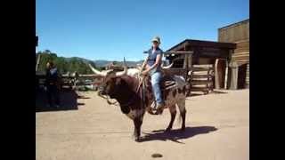 Texas Longhorn Saddle Trained Riding Bull [upl. by Acinok]