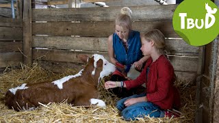 Krokodilstränen Folge 50  Tiere bis unters Dach  SWR Plus [upl. by France]