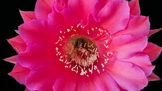 Echinopsis Romance x Peach Monarch bloom flowers [upl. by Asertal]