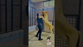 tigerlion lion lionslife tiger youtubeshorts dangerous viralvideo ytshorts [upl. by Ratna]