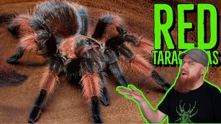 Top 10 RED Tarantulas that YOU NEED [upl. by Rhianna381]