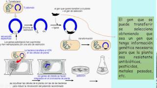 Transgenesis mediante Agrobacterium tumefaciens en plantas [upl. by Elisabetta754]