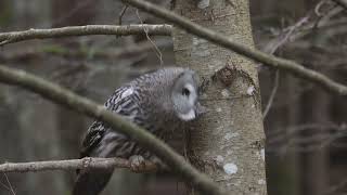 Lappuggla på Tjörn Great Grey Owl on Tjörn Sweden 2023 [upl. by Noiramaj]