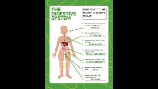 Digestive System Function of major digestive organ digestivesystem biology [upl. by Ermin]