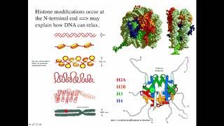 Cytogenetics I Chromatin amp Chromosomes [upl. by Rhu]